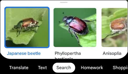 لماذا يجب عليك استخدام Google Lens: إليك 7 استخدامات رائعة 162 1685098827 388 لماذا يجب عليك استخدام Google Lens إليك 7 استخدامات رائعة- لماذا يجب عليك استخدام Google Lens: إليك 7 استخدامات رائعة