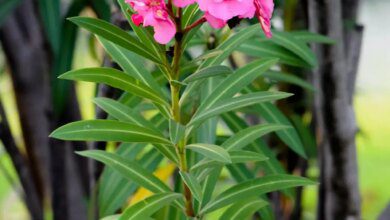 أخطر النباتات السامة وخطوات الوقاية في حالة التسمم