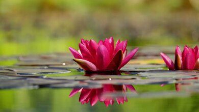 نباتات مائية: فوائدها ومميزاتها وأشهر أنواعها